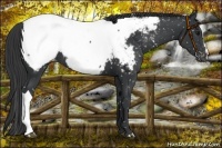 Horse Color:Black Appaloosa 