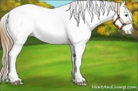 Horse Color:White Spotted Chestnut Splash Tobiano Appaloosa 