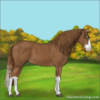 Horse Color:Chestnut Splash