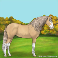 Horse Color:Gold Champagne Splash