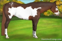 Horse Color:Liver Chestnut Frame Appaloosa 