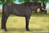 Horse Color:Liver Red Roan Sabino