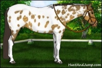 Horse Color:Buckskin Dun Tobiano Appaloosa Rabicano