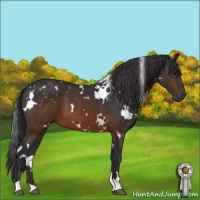 Horse Color:White Spotted Brown 