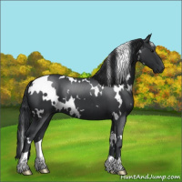 Horse Color:White Spotted Black 