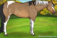 Horse Color:White Spotted Bay Dun Tobiano