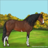Horse Color:White Spotted Bay Sabino
