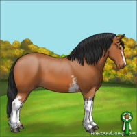 Horse Color:White Spotted Bay 