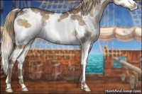 Horse Color:Liver Red Dun Sabino Splash Rabicano 