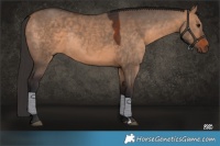 Horse Color:Brown Dun Rabicano 