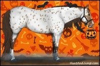 Horse Color:Liver Red Dun Sabino Appaloosa 