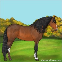 Horse Color:Bay Sabino 