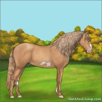 Horse Color:Gold Champagne Frame 