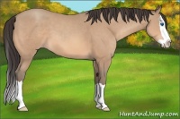 Horse Color:Amber Champagne Splash 