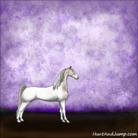 Horse Color:Chocolate Palomino Pearl Tobiano Frame Appaloosa