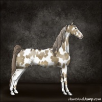 Horse Color:Chocolate Palomino Dun Sabino Leopard 