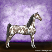 Horse Color:Liver Red Dun Sabino Appaloosa