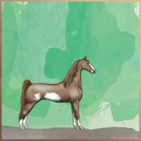 Horse Color:Liver Red Dun Frame