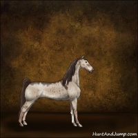 Horse Color:Liver Red Dun 
