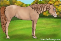 Horse Color:Gold Champagne Splash 