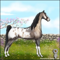 Horse Color:Brown Roan Onyx Appaloosa 