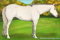 Horse Color:Perlino