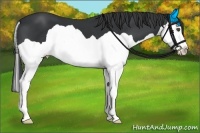 Horse Color:Black Splash