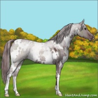 Horse Color:White Spotted Chocolate Grullo Chinchilla Brindle