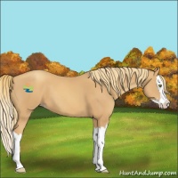 Horse Color:Gold Champagne Splash 