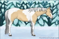 Horse Color:Bay Dun Splash Tobiano 