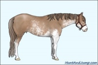Horse Color:Black Pearl Sabino