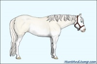 Horse Color:Silver Smoky Grullo Roan Pearl Splash 