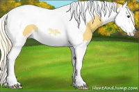 Horse Color:Palomino Splash Tobiano Appaloosa Rabicano 