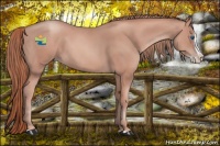 Horse Color:Gold Champagne Splash 