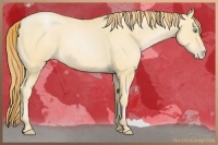 Horse Color:Buckskin Roan Pearl 
