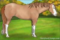 Horse Color:Gold Champagne Splash 