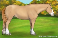 Horse Color:Gold Champagne Splash 