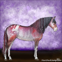 Horse Color:Painted Buckskin Onyx Appaloosa Rabicano Brindle