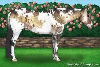 Horse Color:White Spotted Brown Onyx 