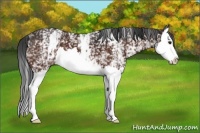 Horse Color:White Spotted Brown Splash 
