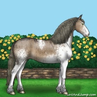Horse Color:White Spotted Liver Red Dun
