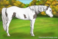 Horse Color:Silver Black Splash Tobiano 