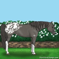 Horse Color:Grullo Appaloosa 