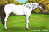 Horse Color:Buckskin Tobiano Appaloosa 