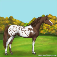 Horse Color:Chestnut Sabino Tobiano Appaloosa Rabicano 