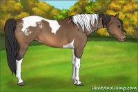 Horse Color:Bay Tobiano Snowcap 
