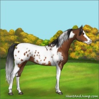 Horse Color:Bay Splash Tobiano Appaloosa 