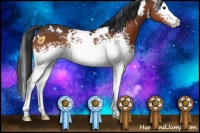 Horse Color:White Spotted Bay 