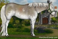 Horse Color:White Spotted Liver Red Dun Rabicano 