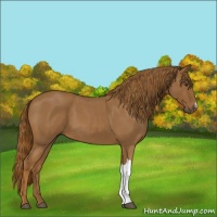 Horse Color:Red Roan 